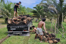 Harga TBS di Bengkulu Utara Meroket, Tembus Rp3.090 Perkilogram
