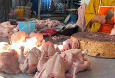 Harga Daging Ayam Merangkak Naik, Program MBG Diduga Jadi Pemicu