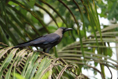 Suara Hewan yang Katanya Bisa Menjadi Pertanda Adanya Makhluk Halus di Sekitar