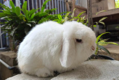 Tips Tinggalkan Hewan Peliharaan Saat Mudik, Pastikan Mereka Tetap Aman dan Nyaman