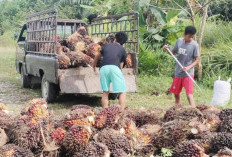 Program Sapras Masuk MSS, Petani Sawit Produktif Bakal Dapat Bantuan Pupuk dan Herbisida
