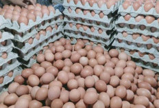 Sering Dihindari Karena Tinggi Kolesterol, Ternyata Ada Fakta Unik yang Tersembunyi