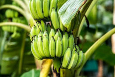 Tak Hanya Cocok Dijadikan Keripik, Namun Pisang Muda Ternyata Bisa Jadi Gulai yang Lezat dan Ini Resepnya