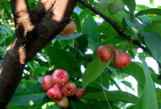 Apa Kamu Sudah Tahu, Daun Jambu Air Sangat Baik untuk Tubuh, Termasuk untuk Ketombe dan Jerawat Bandel