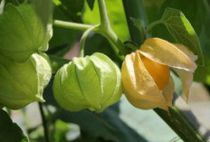 10 Manfaat Buah Ciplukan yang Jarang Orang Ketahui, Ampuh Kendalikan Gula Darah dan Kolesterol