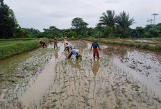 Inpres Irigasi 2026, Pemkab Ajukan Rp11,6 Miliar
