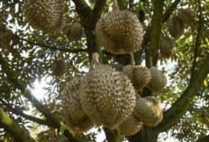 Tips Jitu Membuat Pohon Durian Cepat Berbuah, Gak Perlu Pakai Cara yang Aneh-aneh!