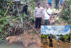 Pastikan Kematian Gajah dan Harimau, BKSDA Bengkulu-Lampung Tunggu Hasil Nekropsi