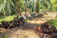 Harga TBS Sawit Sentuh Rp2.800 Per Kg, Bickman: Mudah-Mudahan Segera Stabil