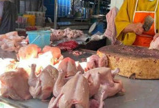 Pasokan Menipis Pemicu Harga Daging Ayam Naik hingga Rp 55 Ribu Per Kilogram