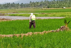 Perluasan Tanaman Padi Terus Dipercepat