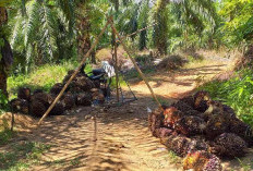 PKS Kembali Beroperasi, Harga TBS Stabil di Atas Rp3.000/Kg