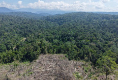 Pasca Operasi, Kawasan BAS Masih Terancam Deforestasi