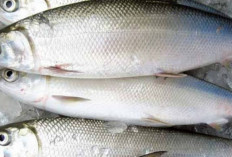 Kandung Gizinya Setara, Ini 5 Ikan Lokal Pengganti Salmon