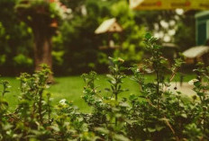 Dipercaya Pembawa Rezeki, 4 Tanaman Ini Cocok di Pekarangan Rumah