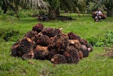 Gubernur Terbitkan Surat, Pemprov dan Bupati Diminta Sanksi Tegas PKS Beli TBS Murah