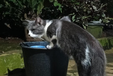 Kenapa Kucing Suka Minum Air di WC atau Ember, Berbahayakah untuk Kesehatannya?