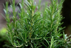 Selain Indah, Ternyata Ada 5 Jenis Bunga yang Mampu Meningkatkan Kecerdasan Otak Menjadi Lebih Jenius