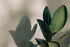 5 Pertanyaan Konyol Tentang Tumbuhan yang Menambah Wawasanmu