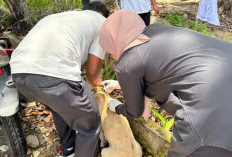 Eliminasi Ditiadakan, Vaksinasi Jadi Andalan Cegah Rabies di Mukomuko
