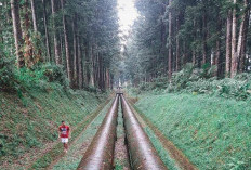 Menembus Hutan Gunung Slamet, Pipa Raksasa Tempat Surganya Fotografi