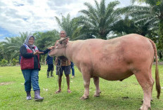 Waspada Penyakit Ternak, Peternak Diminta Jangan Tunggu Sapi Parah