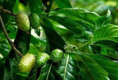 Begini Trik Atasi Wajah Keriput dan Jadi Awet Muda Tanpa Suntik Botoks, Cukup Gunakan Masker dari Daun Ini