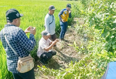 BWS Sumatera VII ke Suka Baru, Irigasi 1 Km Dibangun Lewat Dana Inpres