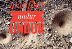 Undur-undur Merupakan Hewan Unik yang Ternyata Bisa Mengobati Diabetes Loh