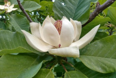 Mengenal Bunga Kantil yang Kerap Menjadi Maskotnya Dunia Mistis