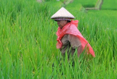 Diperbaiki Swadaya, Jebol Lagi: 56 Hektare Sawah di Talang Arah Terancam 