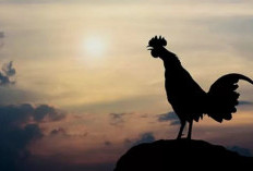 Ini Doa yang Diamalkan saat Mendengar Kokok Ayam di Malam Hari