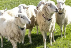 5 Tips Memilih Hewan Kurban yang Baik Sesuai dengan Ketentuan Islam