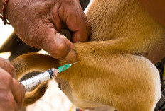 Waspada Rabies! Puskeswan Siapkan 400 Dosis Vaksin Gratis untuk 7 Kecamatan