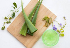 Sering Dianggap Sepele, Ternyata Deretan Tanaman Rumahan Ini Punya Segudang Manfaat! 