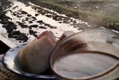 Tips Membuat Kopi Hitam yang Nikmat dan Sehat untuk Dikonsumi Harian