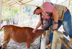 Vaksin PMK Gratis Siap Digulirkan, Petugas Bakal Datangi Kandang Ternak