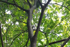 Bukan Gaharu Saja, Berikut 6 Jenis Kayu Termahal di Dunia, Harganya Capai Ratusan Juta Per Kilo