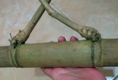 Kekuatan Magis Bambu Petuk, Magnet Penarik Uang Bagi Pemiliknya, Cuan Mengalir Seumur Hidup
