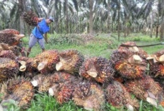 Bagaimana Cara Mengetahui Benih Kelapa Sawit yang Palsu? Ikuti 3 Langkah Ini Agar Tidak Tertipu