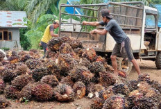Harga TBS Disebut Masih Belum Stabil, Ketetapan Harga Belum Sepenuhnya Dipatuhi