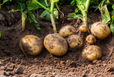 Jangan Sembarangan Ditanam, 5 Tanaman Ini Bisa Mengundang Tikus ke Rumah 