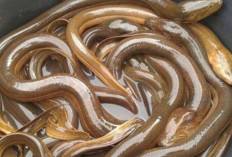 Jangan Di Anggap Sepele, Dapatkan Manfaat Dari Memberikan Ikan Belut Pada Anak-Anak