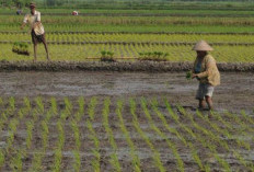Pastikan Kamu Membaca Doa Berikut Ini, Agar Tanaman Padi Terlindungi dari Serangan Hama dan Penyakit