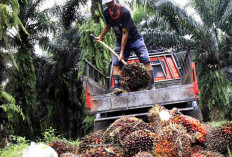 Periode April 2026, Harga TBS Ditetapkan Rp 3.174 Per Kg