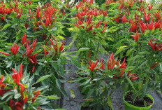 Tanaman Cabemu Akan Berbuah Lebat, Hanya Gunakan Pupuk Berbahan Alami