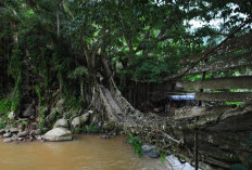 5 Tempat Ini Diyakini Memiliki Kekuatan Mistis untuk Mendekatkan Jodoh, Ada Jembatan Akar di Painan