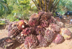Harga Sawit Masih Panas, Petani Jangan Lengah