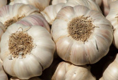Cukup Rendam Bawang Putih dengan Air Hangat, Bisa Turunkan Berat Badan Hanya 1 Minggu