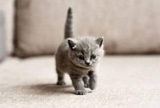 Jangan Diusir, Kucing dengan 3 Ciri-ciri ini Menurut Primbon Jawa Dapat Membawa Hoki
